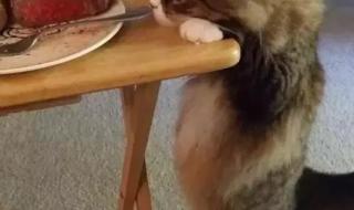 布偶猫能吃哈密瓜吗
